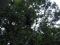 IMG 0004