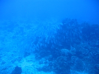 IMG 0050